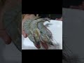 Гігантські криветки Червоного моря
