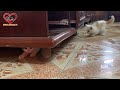 Creative Street Kittens are Playing Hide and Seek under the Cabinet Funny momnets, funny kitten