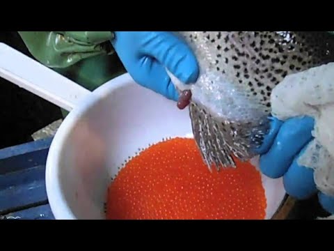 Video: Gojenje solate „Anuenue“– nasveti za sajenje semen solate Anuenue