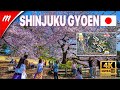 【4K】Tokyo Cherry Blossoms 2021 | Shinjuku Gyoen National Garden (Map included)