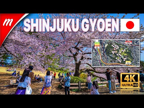 【4K】Tokyo Cherry Blossoms 2021 | Shinjuku Gyoen National Garden (Map included)