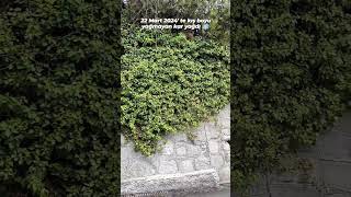 Bozuk Şu Dünyanın Düzeni Bozuk, Dağıldı Daneler Kalmadı Azık... ❤️