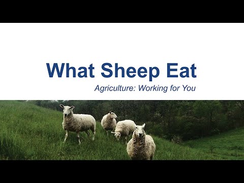 ვიდეო: რას ჭამენ ცხვრები?