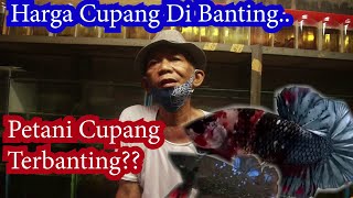 Benarkah Ikan Cupang Sepi Peminat part 2