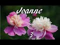 Joanne《 3 》1涙めぐり【角川博】  2雨夜花【洞簫演奏】綜合音樂