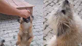 dog cute video different angels | lhasa apso puppy | pomeranian puppy | dog | funny video