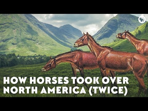 ⁣Horses took over North America twice!
