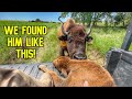 In a Race to Save This Bison Calf!