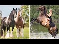 Horse SOO Cute! Cute And funny horse Videos Compilation cute moment #75