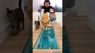 Köpek Akvaryuma Atliyoor