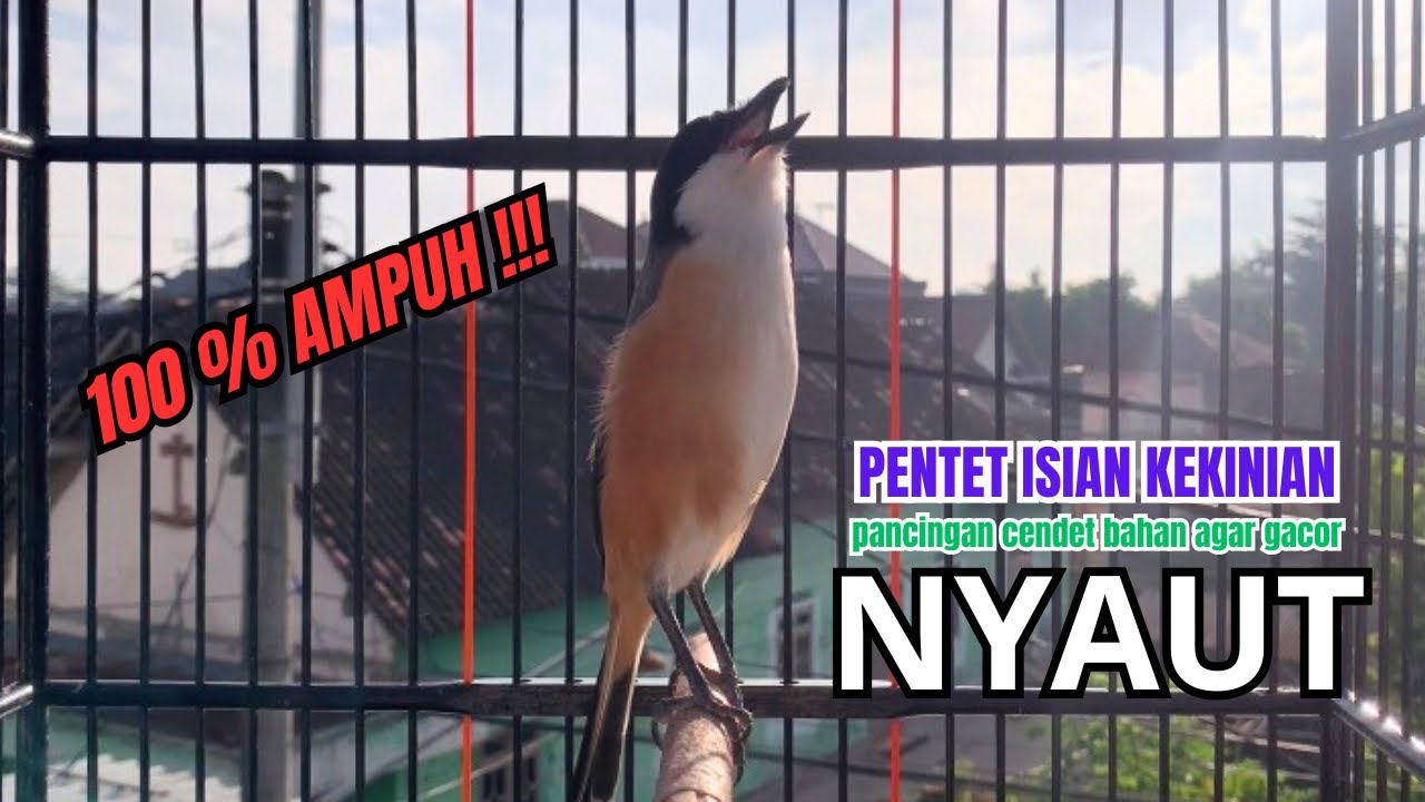 burung cendet gacor EMOSI JITU untuk PANCINGAN CENDET AGAR BUNYI bikin BURUNG PENTET GACOR SEKETIKA
