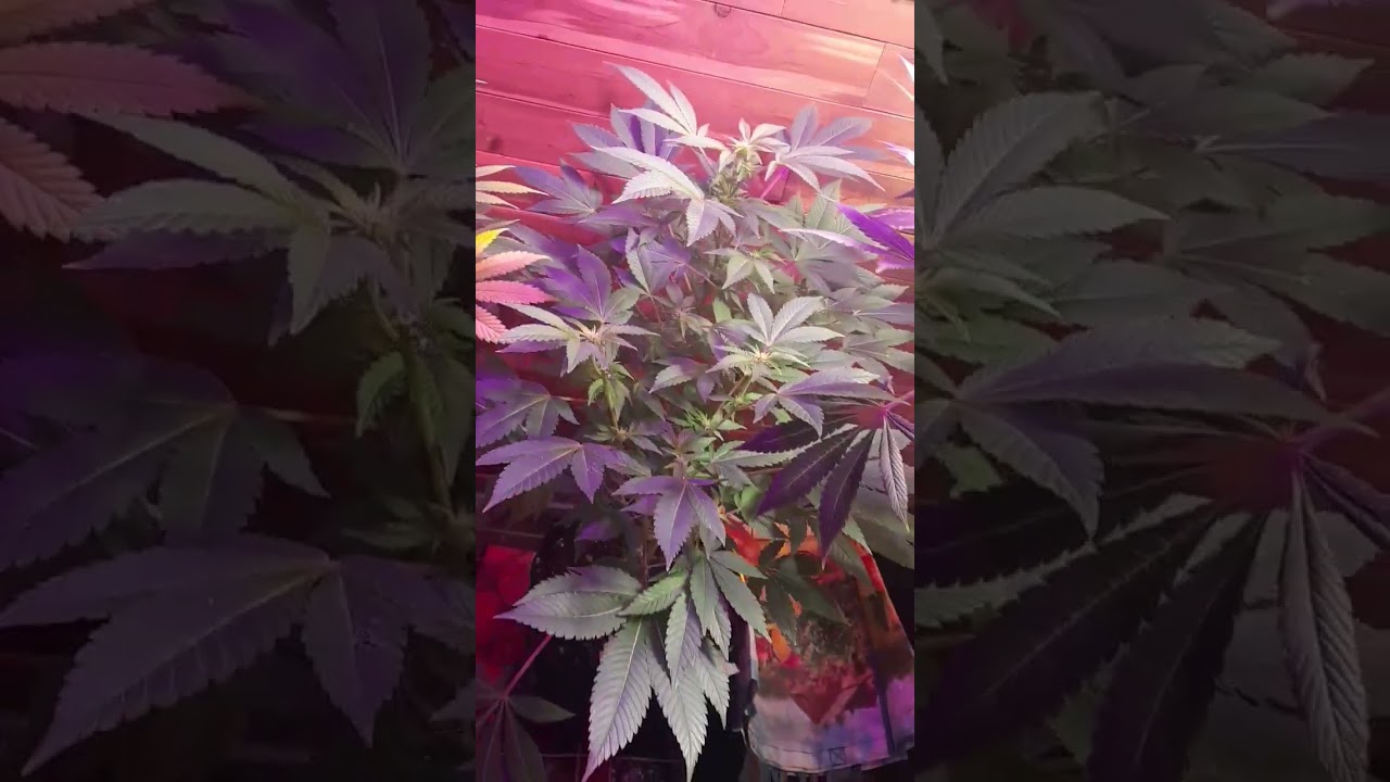 chocolope white rhino atomic northern lights