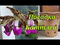 Пересадка Каттлеи из кокосового пня.