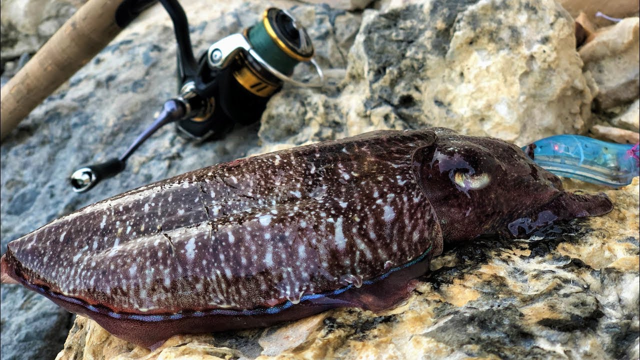 Winter Ultra Light Fishing in Qatar for CuttleFish YouTube