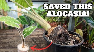 How to save a dying/rotting ALOCASIA super easy screenshot 3