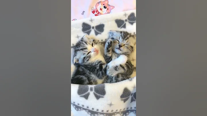 Video 3378921: pets funny cats cucumber, cat kitten cute pets, cucumber scare cat funny, cats reaction funny pets, cat best pets