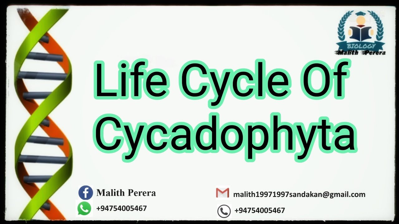 Life cycle of Phylum Cycadophyta ( Cycas ) AL Biology Sinhala - YouTube