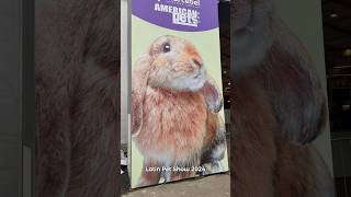 Latin Pet Show 2024  bunnies conejo conejito pets rabbit conejos bunny latinpetshow peru