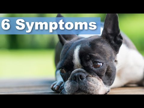 Wideo: Ta choroba dotyka 80% Boston Terrierów. Czy twoja pupka po cichu cierpi?