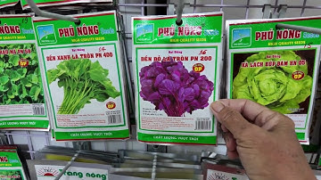 Bán các loại hạt giống hạt nảy mầm tốt, đã từng trồng trên vườn rau sân thượng | Khoa Hien 659