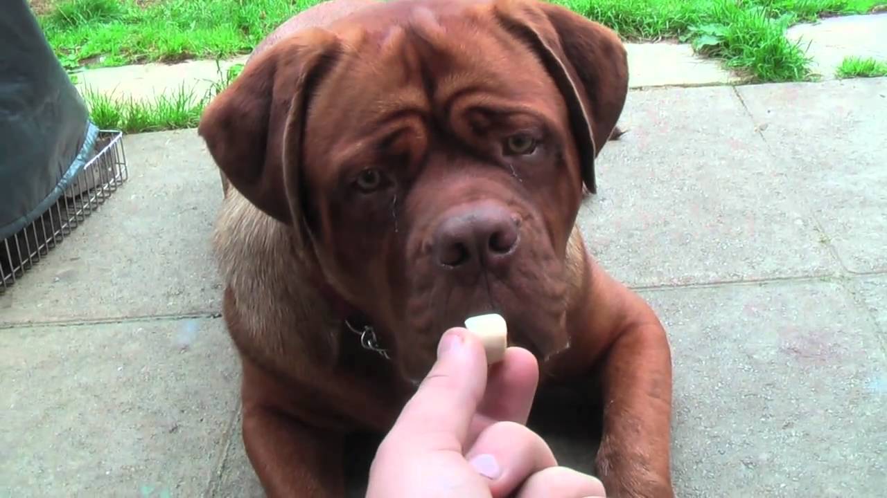 Dogue De Bordeaux Size Chart