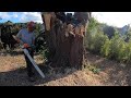 Il explose au sol  dmontage dun gros tilleul  stihl 500i