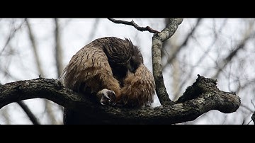 「生きとし生けるもの」予告編