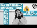 Как и чем ПРАВИЛЬНО кормить птиц? Как делать кормушку? Роль птиц | «Слово и дело»