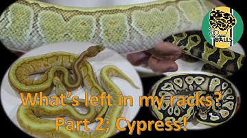 Breeding Ball Pythons; What