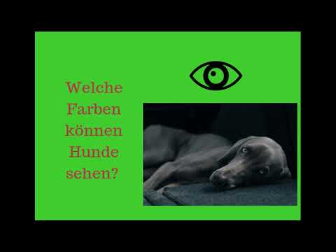 Video: Sind Hunde Wirklich Farbenblind?