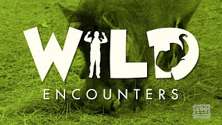 Wild Encounters:  Warthog - Teaser