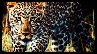 How Dangerous are Leopards? Very Deadly!