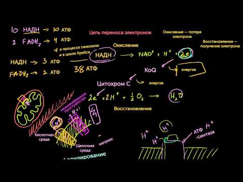 Окислительное фосфорилирование и хемиосмос (видео 9) | Клеточное дыхание | Биология