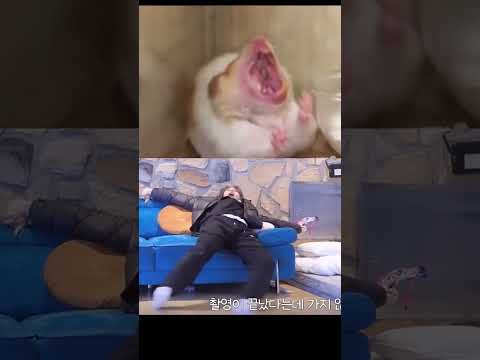 Han #yawning #stay #straykids #funnyvideo #leeknow #3racha