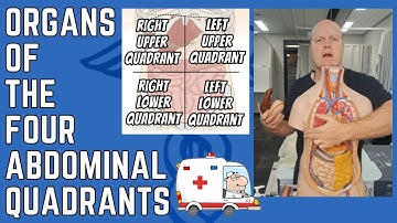 Organs of the Four Abdominal Quadrants