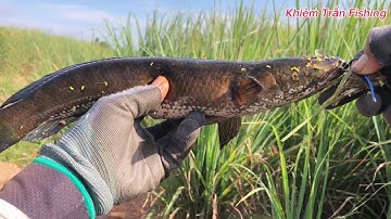 Câu cá lóc Tân Phú Đông Tập #70 rê lóc mương sả nước mới lên /khiemtranfishing