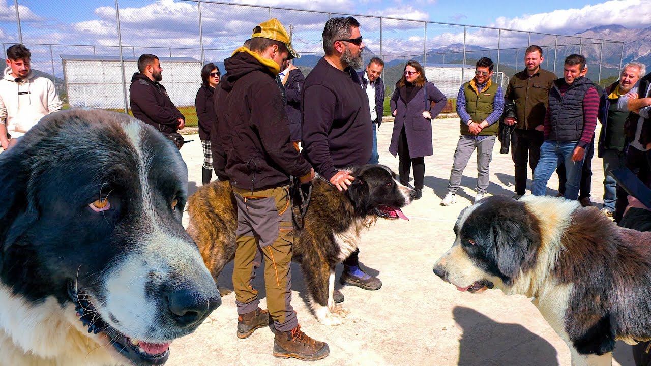 Σαρακατσάνικος Ποιμενικός Σκύλος | Ο φύλακας των κοπαδιών