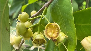 Mận đào đá của a Hùng ở 91b tp cần thơ nay đang vô thịt 15/6/2023al