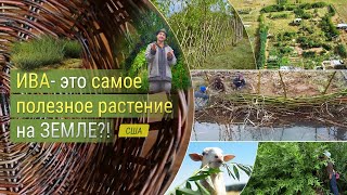 Ива - это самое полезное растение на земле?!