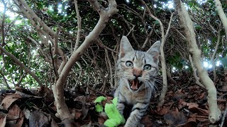 おもちゃで遊んでいたら、可愛い子猫が凶暴化してしまった