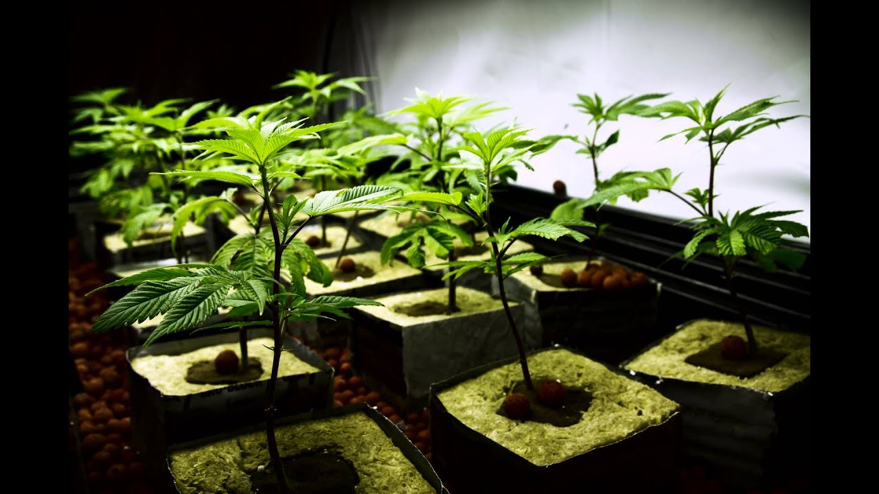 Sunset Sherbet Timelapse