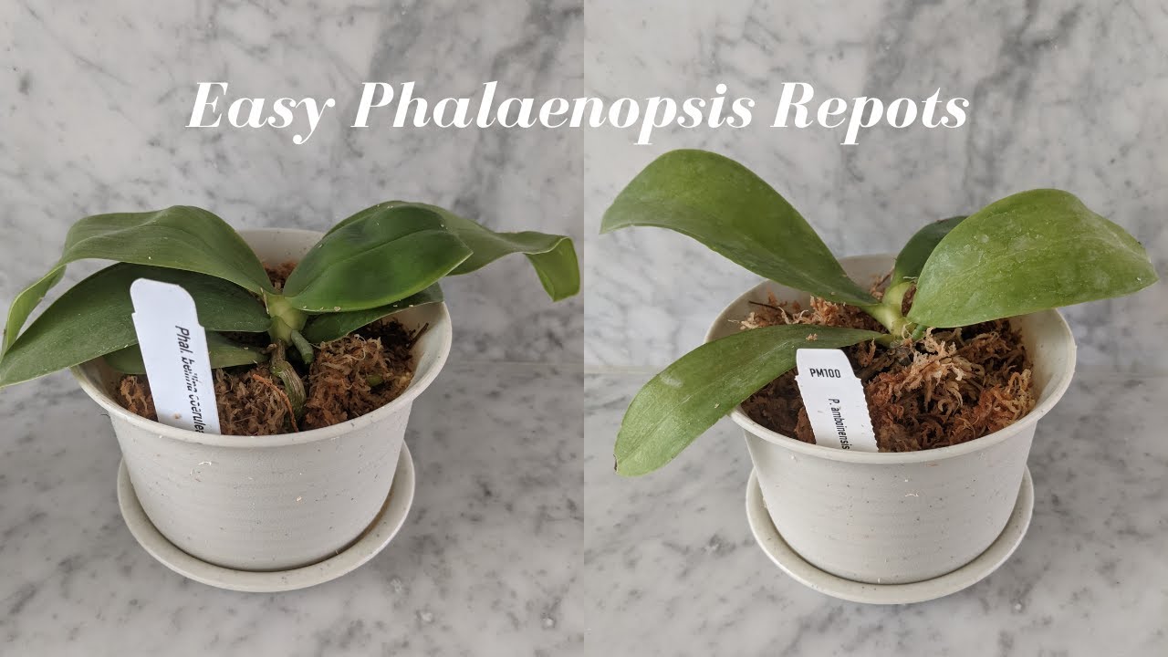 How to Repot Orchids into Sphagnum Moss  Step by Step - Potting Up Species  and Novelty Phalaenopsis 