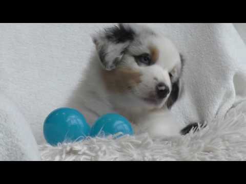 Wie Teuer Sind Blue Merle Australian Shepherd Welpen?