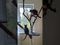 Abyssinian cats Bird watching #abyssiniancats #cattree #catsrule