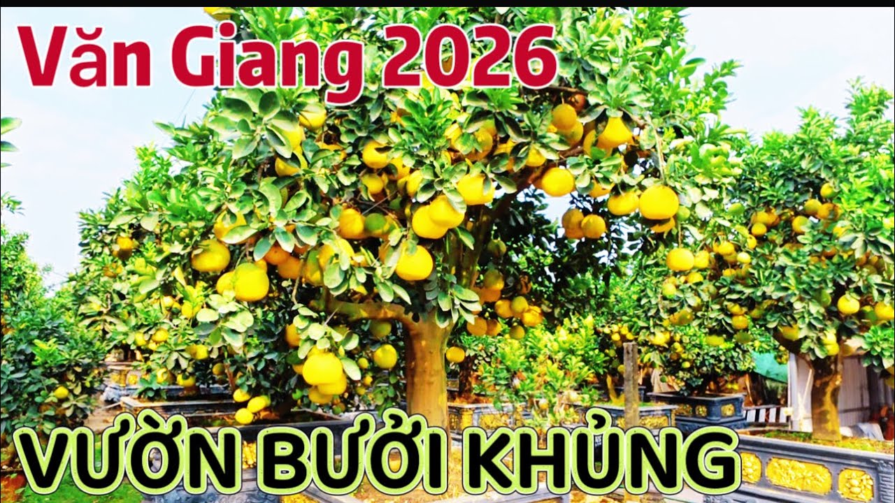 Choáng ngợp”BƯỞI TẾT VĂN GIANG HƯNG YÊN 