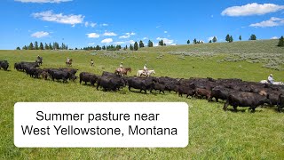 Moving Cows To Pasture In Beaverhead National Forest