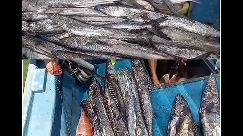 Thành Quả Của Những Chuyến Câu Cá Của AE Phú Yên