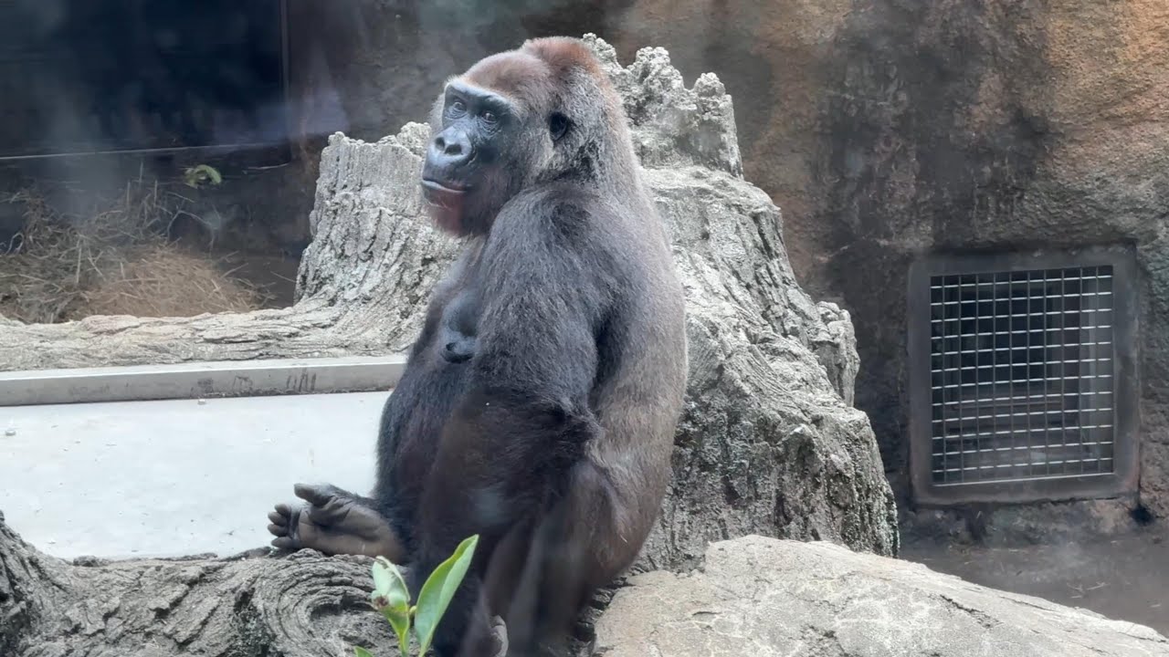 動物解説委員のガイド(絶滅のおそれのある動物 ゴリラ編)【2024年9月12日】【上野動物園】ゴリラ - YouTube