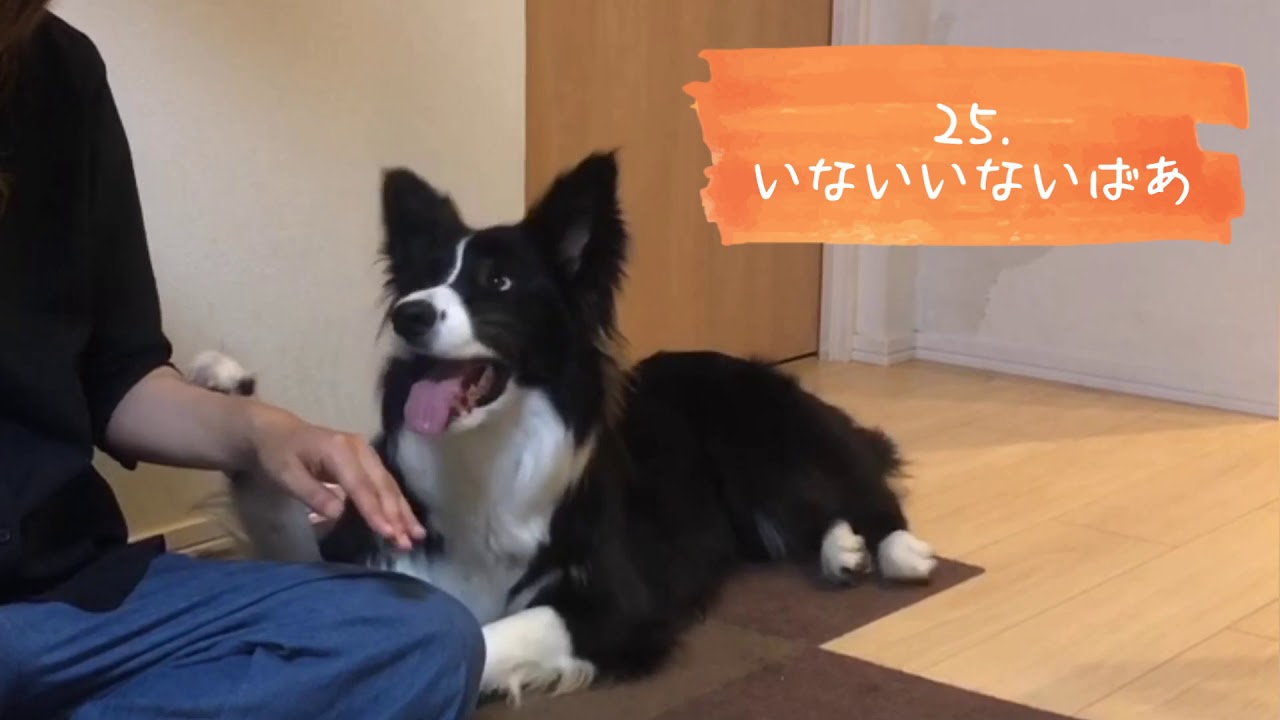 32種類の芸をする犬 ボーダーコリーこゆき1歳半 しつけ Youtube