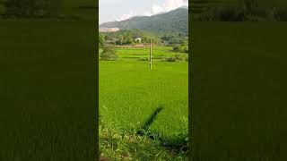 Lub Neej Ngob Toj Siab, Hlauxyooj Channel